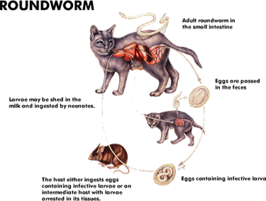 can dog roundworm be transmitted to cats